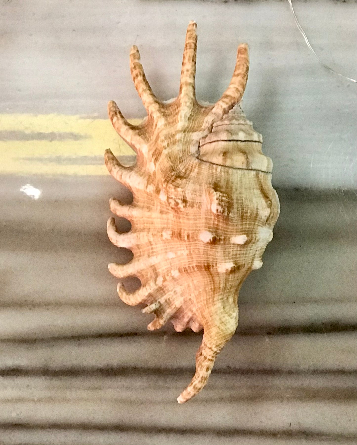 Seashell,Conch