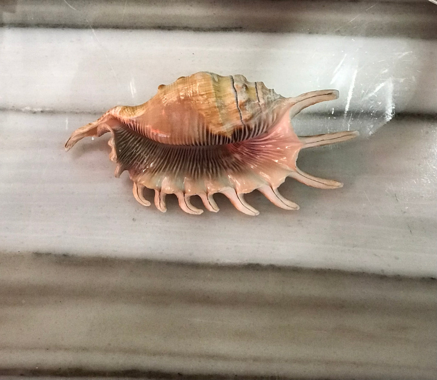 Seashell,Conch